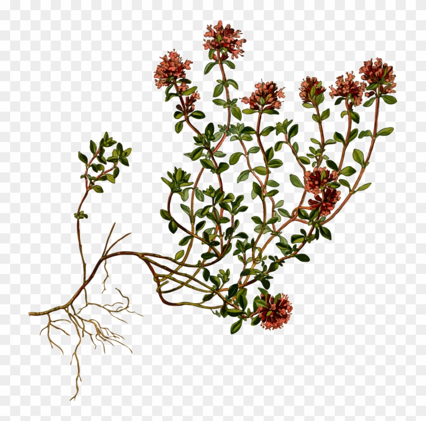 Breckland Thyme Botany Garden Thyme Herb - Thymus Serpyllum Botanical Clipart #5325535