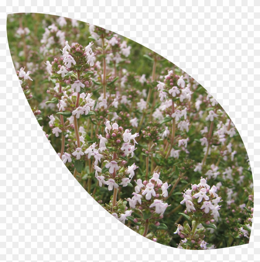 Thyme - Heather Clipart #5325807