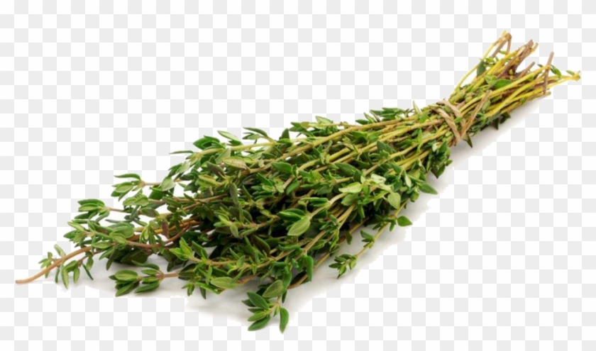Thyme - Тимьян Пнг Clipart