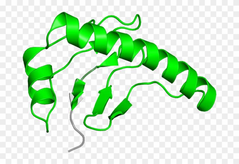 Clip Art - Png Download