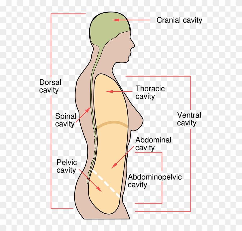 Awesome Human Body Diagram Free Vector Graphic On Pixabay - Cavities Of Human Body Clipart
