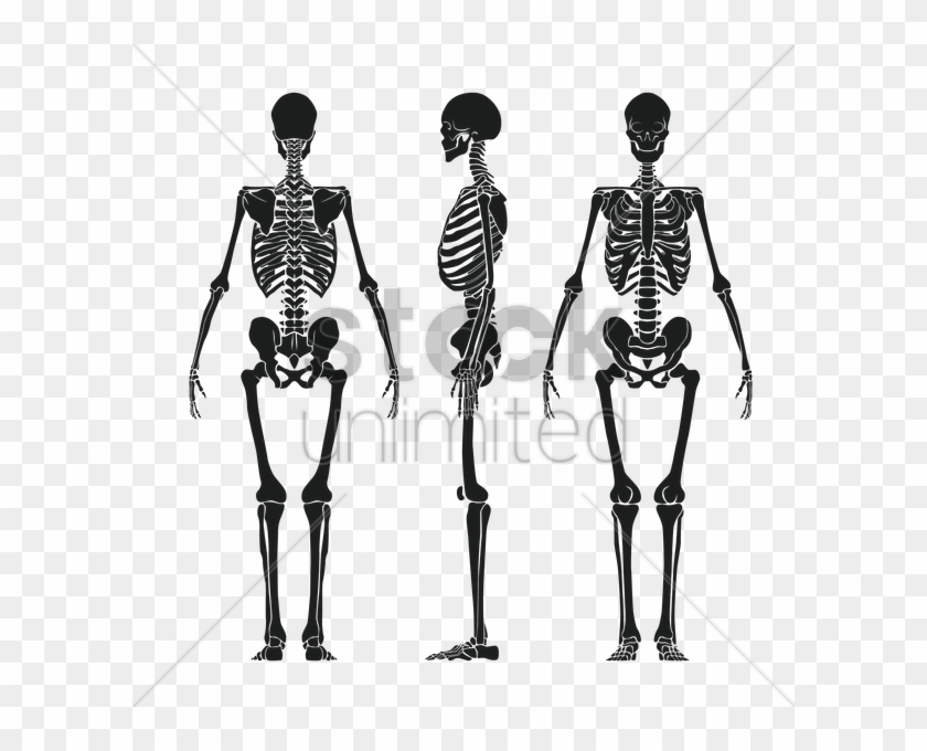 Human Skeleton Png - Human Skeleton Vector Png Clipart #5327910