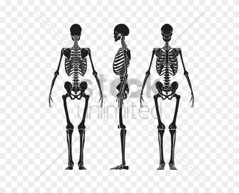 Human Skeleton Png - Human Skeleton Vector Png Clipart #5327910