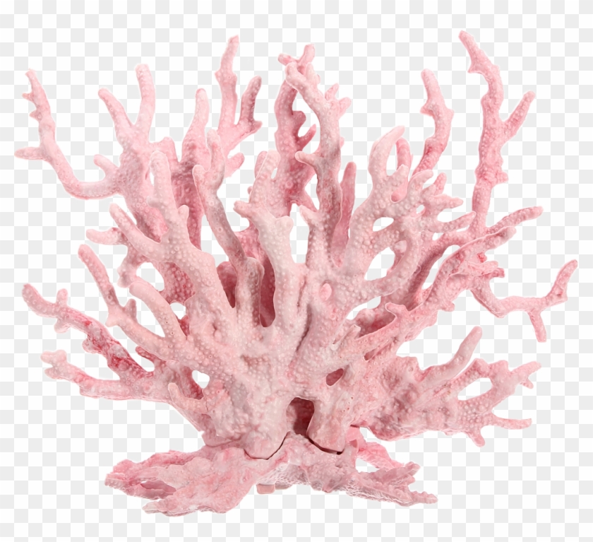 Dont Claim As Yours - Sea Plants Clipart #5328922