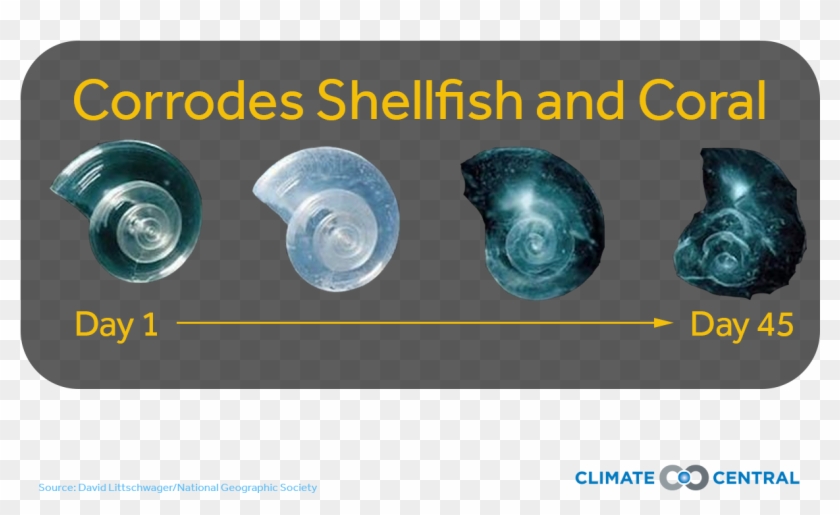 Jpg • Png - Plastic Clipart #5329035