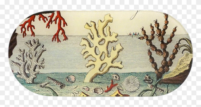 Skateboard Deck Clipart