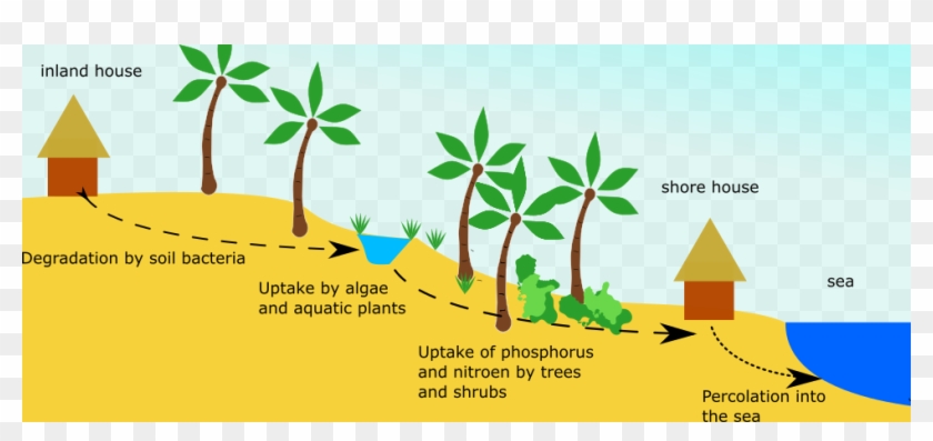 How Wastewater Gets Cleaned By Plants And Bacteria - Illustration Clipart #5329766