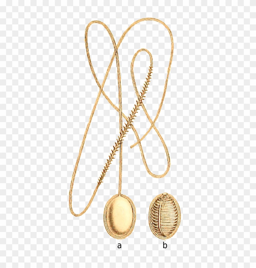 Report On Certain Hydroid, Alcyonarian, And Madreporarian - Earrings Clipart #5329943