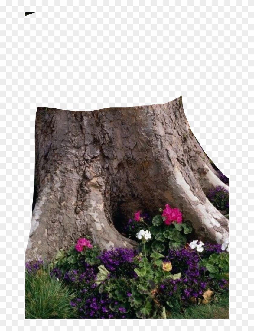 #tree #arvore #tronco - Cover Up A Tree Stump Clipart #5331190
