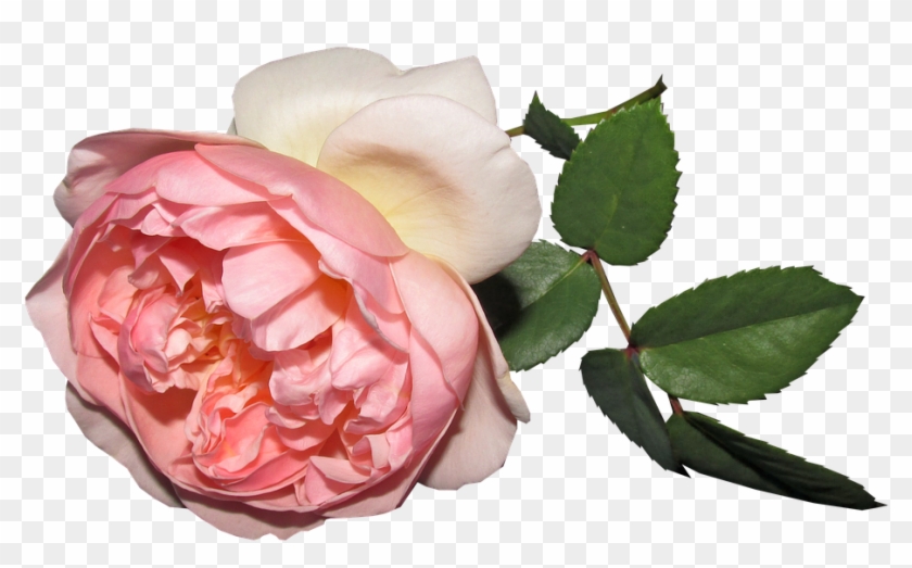 Flower, Rose, Summer, Cut Out - Garden Roses Clipart