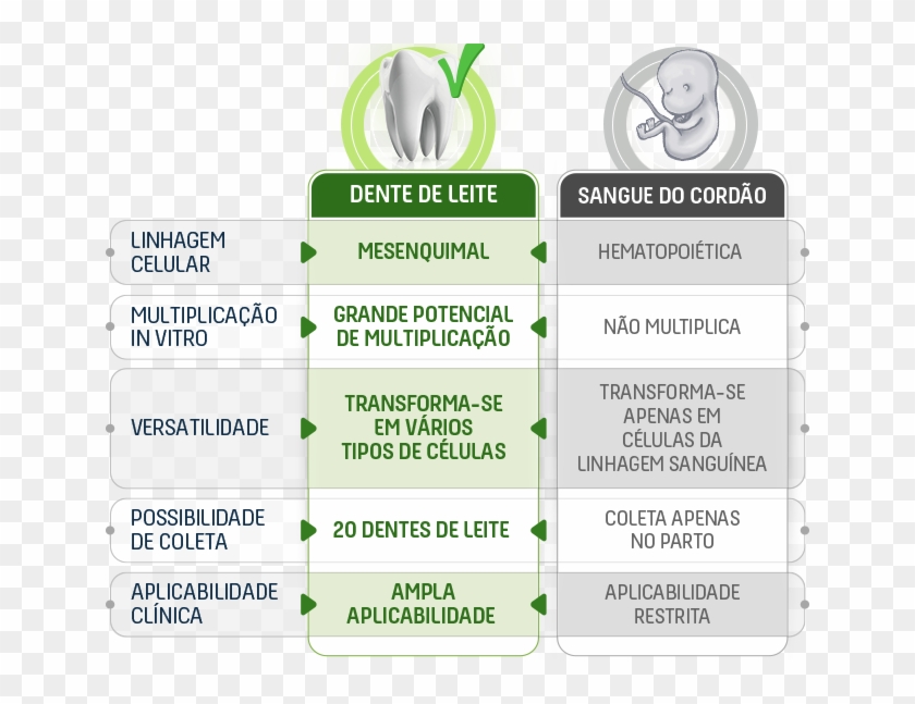 O Que As Células Tronco Do Dente De Leite Tem De Especial - Cordão Umbilical Células Tronco Clipart #5332595