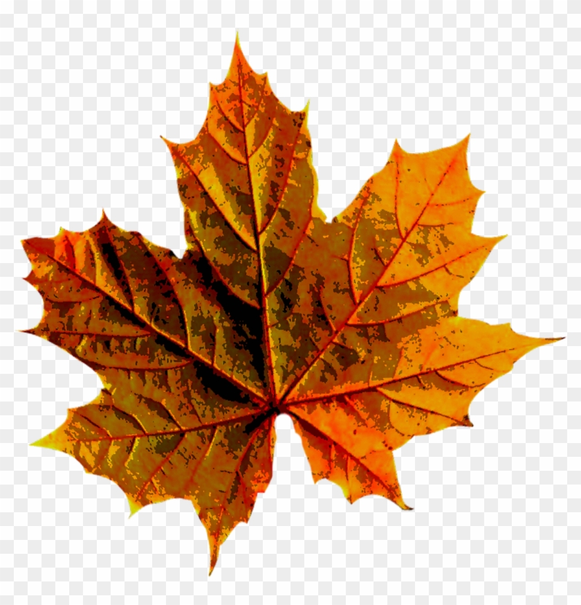 Forest, Autumn, Leaves, Color, Nature - Autumn Leave Clipart #5334239