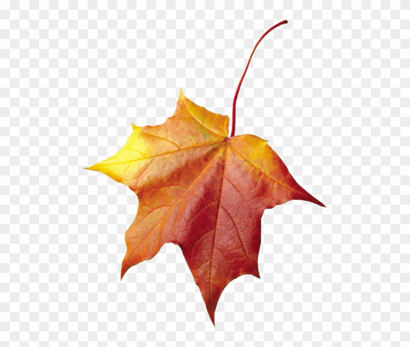 Imágenes Png De Otoño - Autumn Leaf Clipart