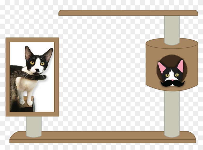 My Name Is Bigotes - Domestic Short-haired Cat Clipart