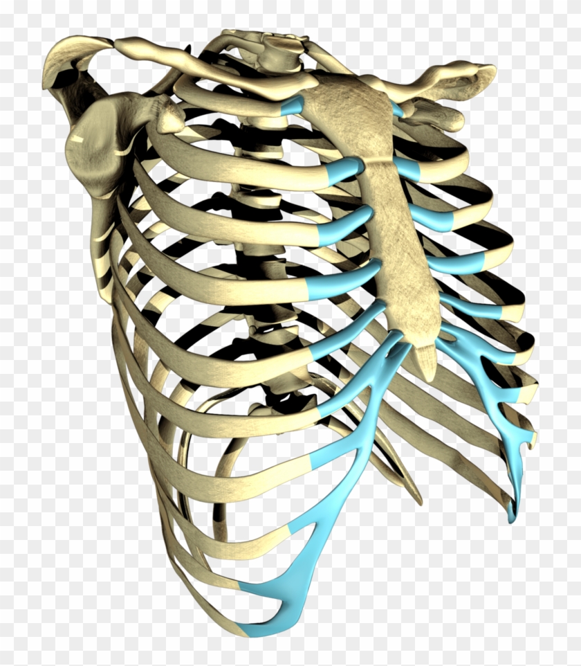 Ribcage Model Still Clipart #5337209