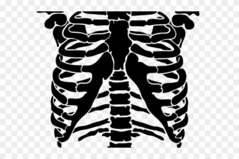 Rib Cage Png - Skeleton Rib Cage Vector Clipart