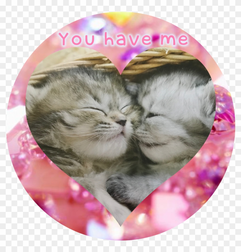 힘찬, 힘내 - 2 Cute Sleeping Kittens Clipart #5338034