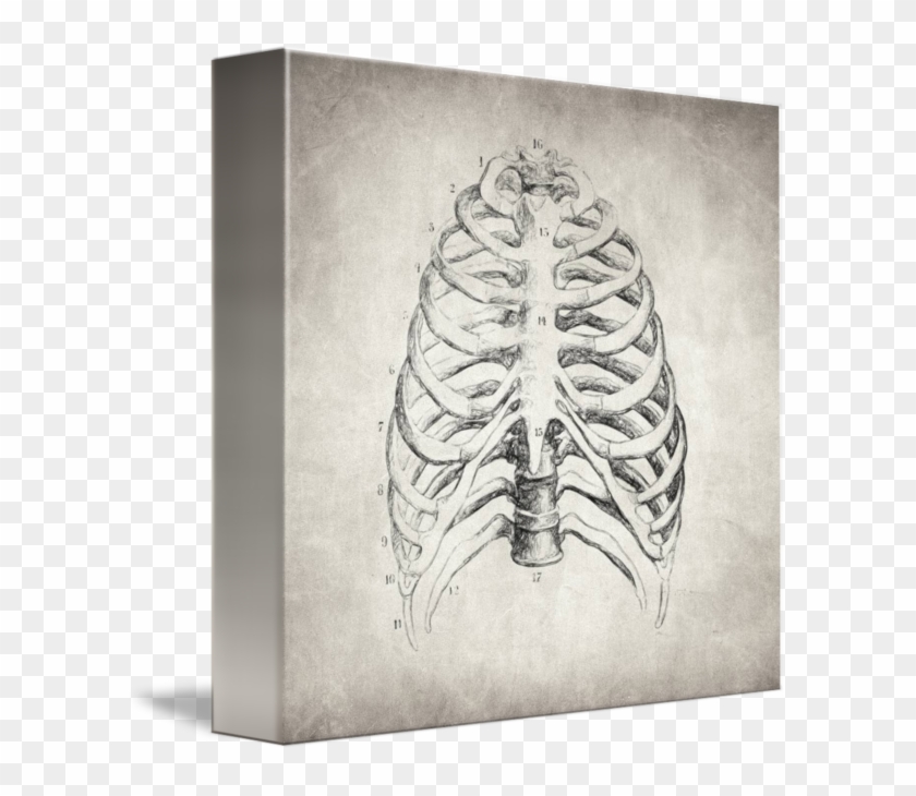 Rib Cage By Inna Ivanova - Lungs And Rib Cage Drawing Clipart