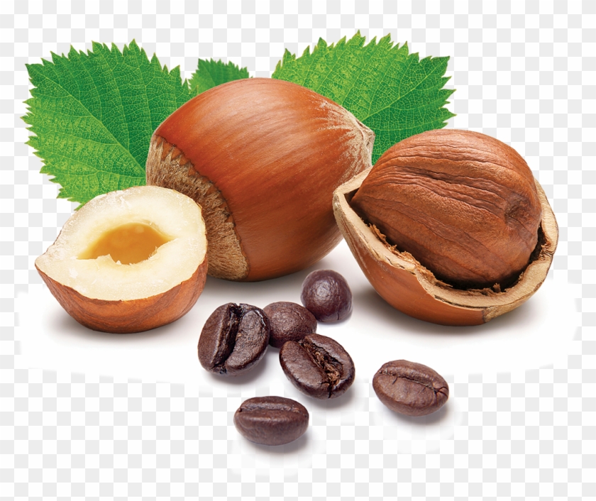 Hazelnut Cafe Nsa - Hazel Nut Clipart #5339832