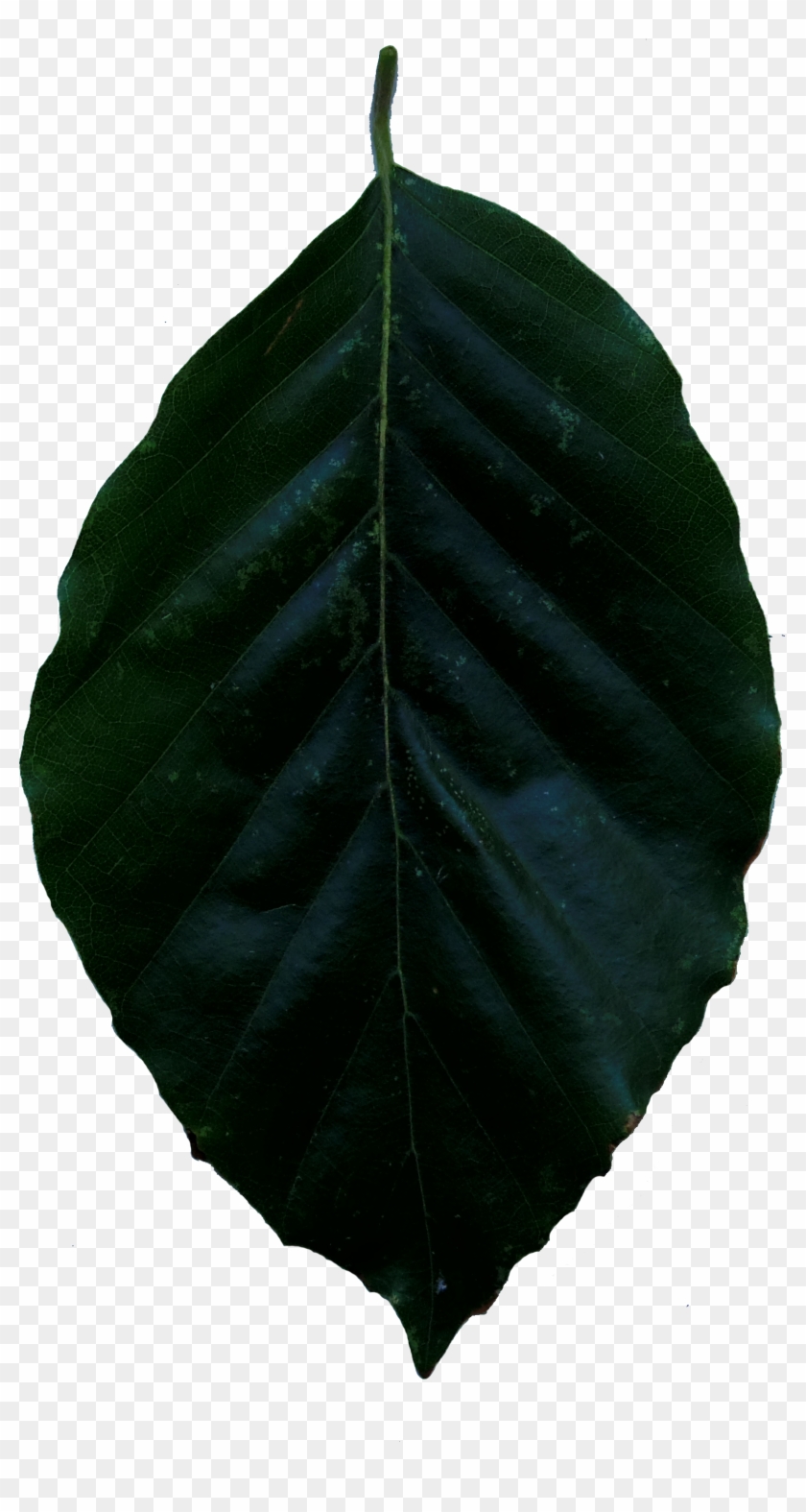 Leaf Alphas, Game Textures - Canoe Birch Clipart #5341558