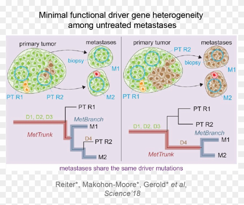 And The Development Of Resistance Against Therapies - Driver Gene Mutation Cancer Clipart #5343091