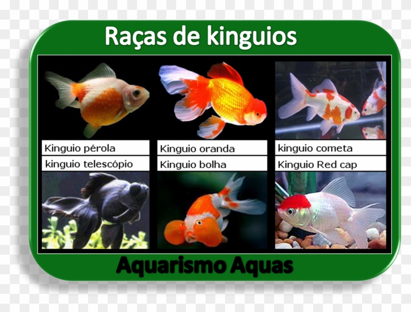Aquario Agua Doce, Peixe Aquario, Peixe Animais, Sobre - Aquários Com Kinguios Clipart