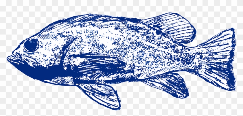 Peixe, Azul, Mar, Água, Natureza, Oceano - Marine Biology Clipart