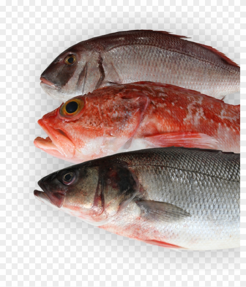 Peixe Fresco Png - Peixe Tipico De Setubal Clipart #5344437