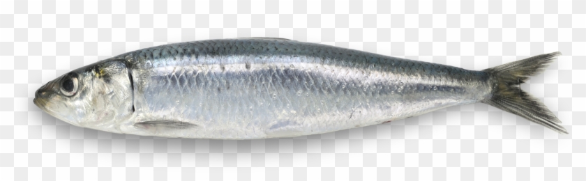 Fábrica - European Pilchard Clipart