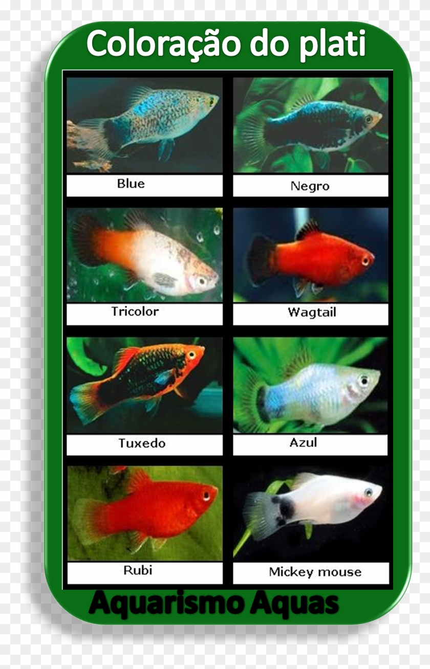 Aquario Agua Doce, Peixe Aquario, Peixe Animais, Peixes, - Peixe De Aquario Plati Clipart