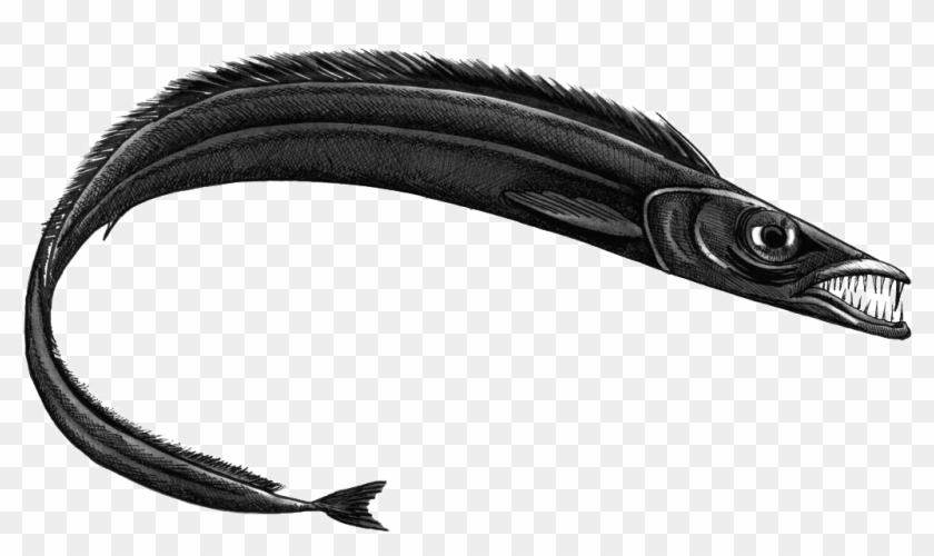 Espada Preto Web - Peixe Espada Preto Aphanopus Clipart #5344977