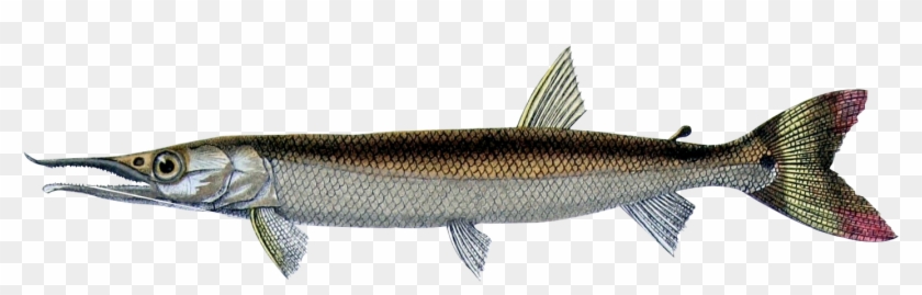 Belonídeos, Também Chamados De Bicudas Ou Agulhas São - Long Nose Gar Clipart #5345150