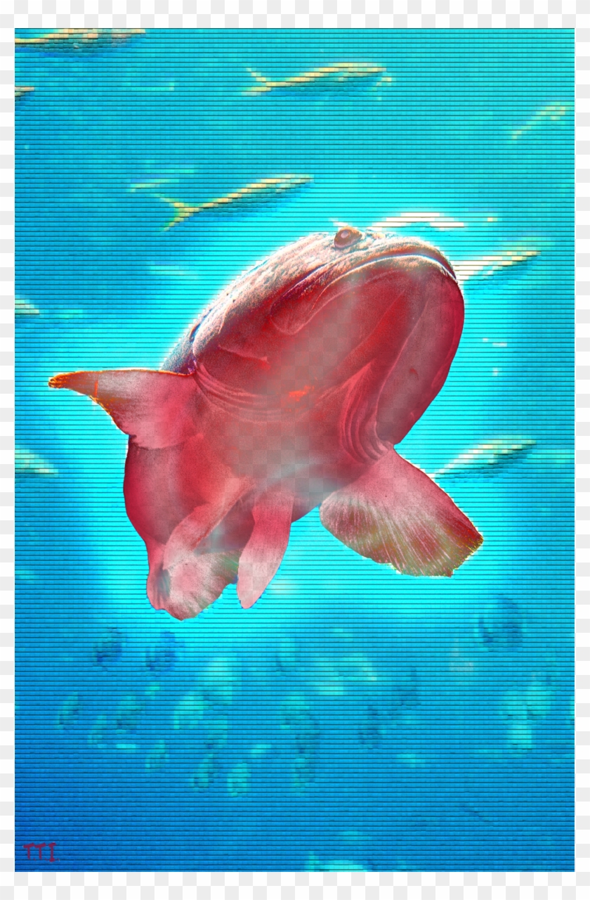 Coral Reef Fish Clipart