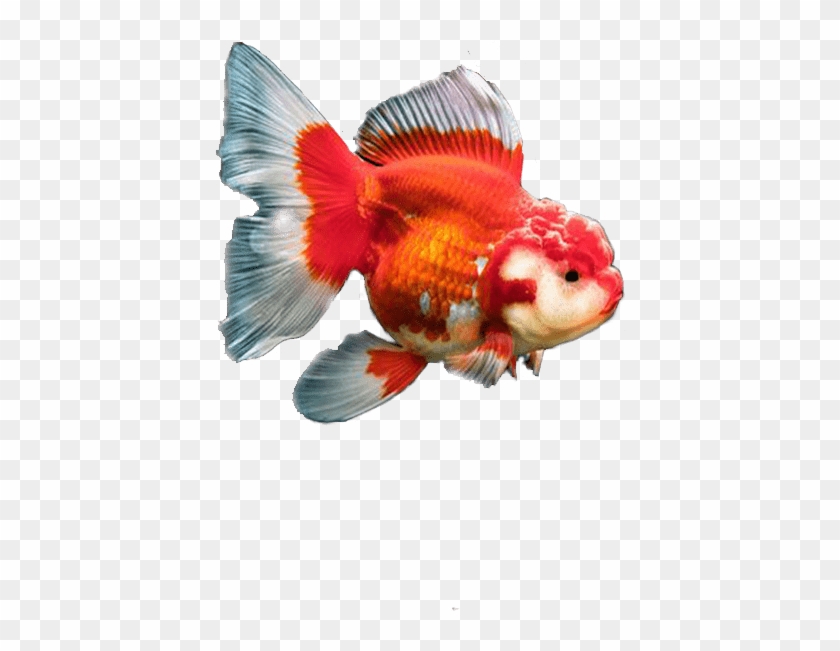 Os Kinguios - Kinguio Macho E Femea Clipart #5345681