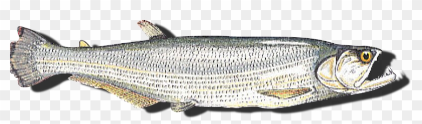 Peixes De Água Doce - Rhaphiodon Vulpinus Clipart