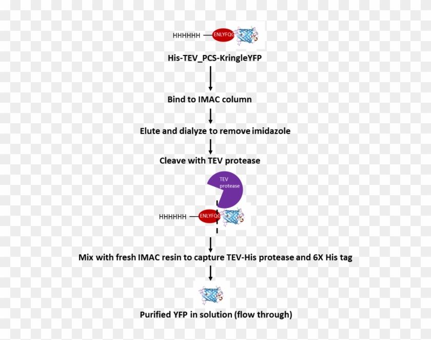 Tev Protease Cleavage Process - His Tag Tev Protease Clipart