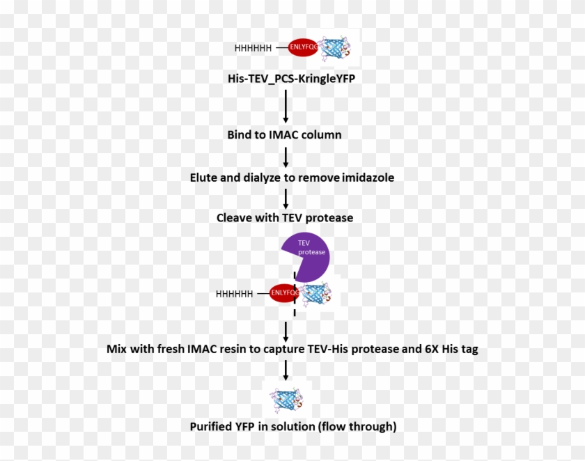 Tev Protease Cleavage Process - His Tag Tev Protease Clipart #5346223