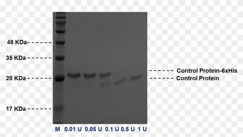 Thrombin Cleavage Kit - Monochrome Clipart #5346564