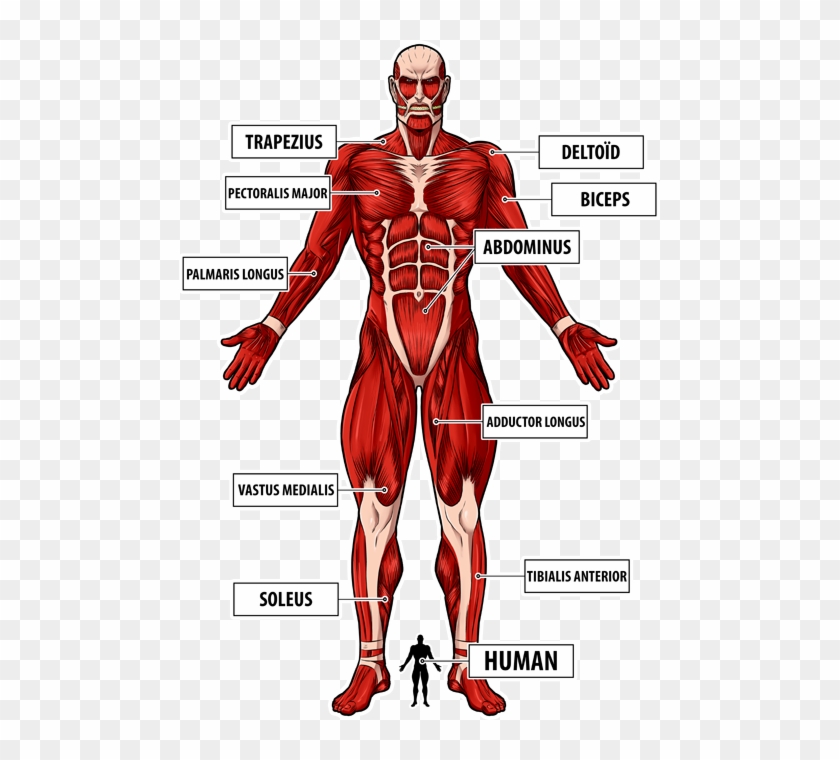 The Colossal Titan Preview - Colossal Titan Full Body Clipart #5353421