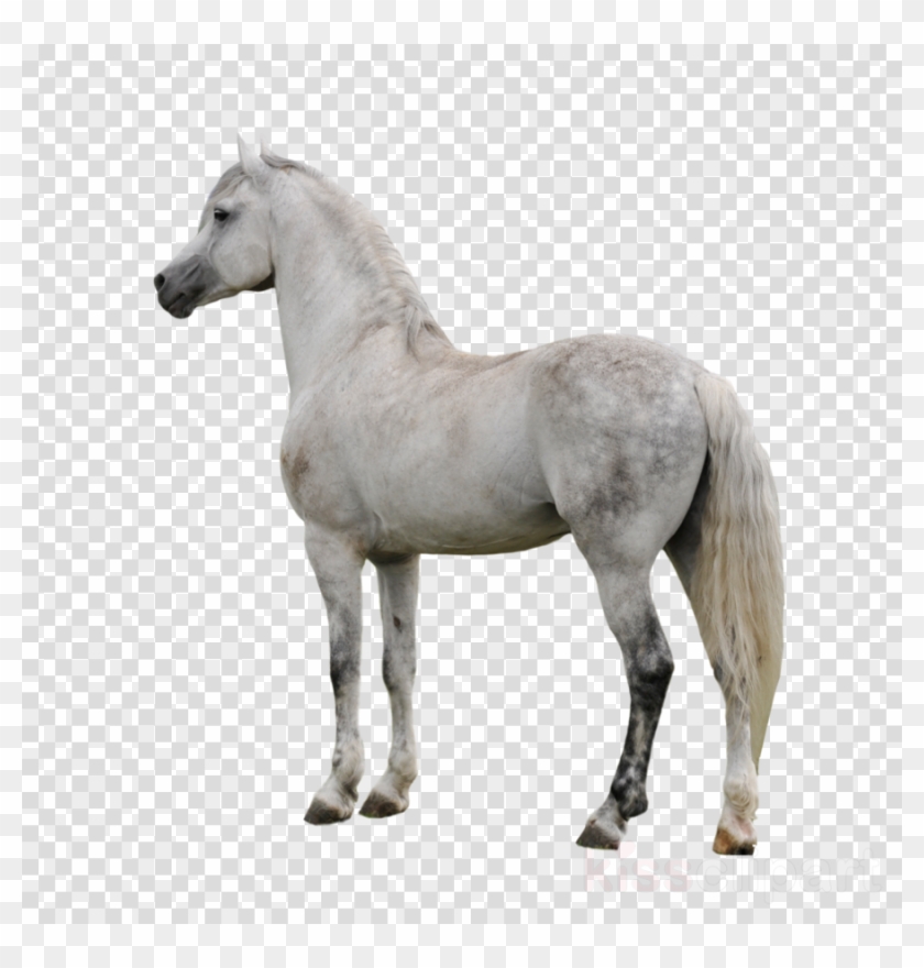 19 Paint Horse Jpg Freeuse Library Huge Freebie Download - White Horse Transparent Background Clipart