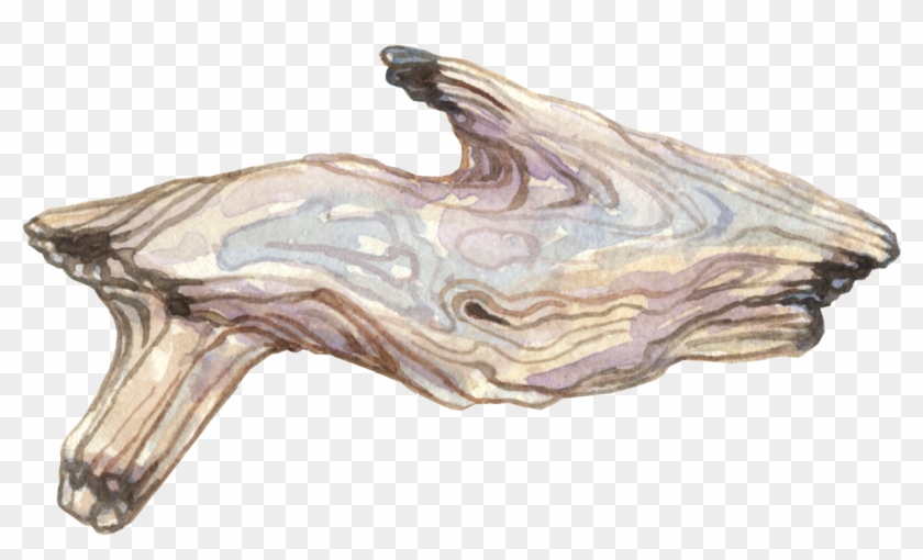 Driftwood Clipart