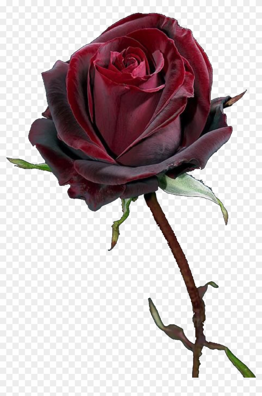 Sailor Moon, Duke, Sailor Moons Clipart #5356353