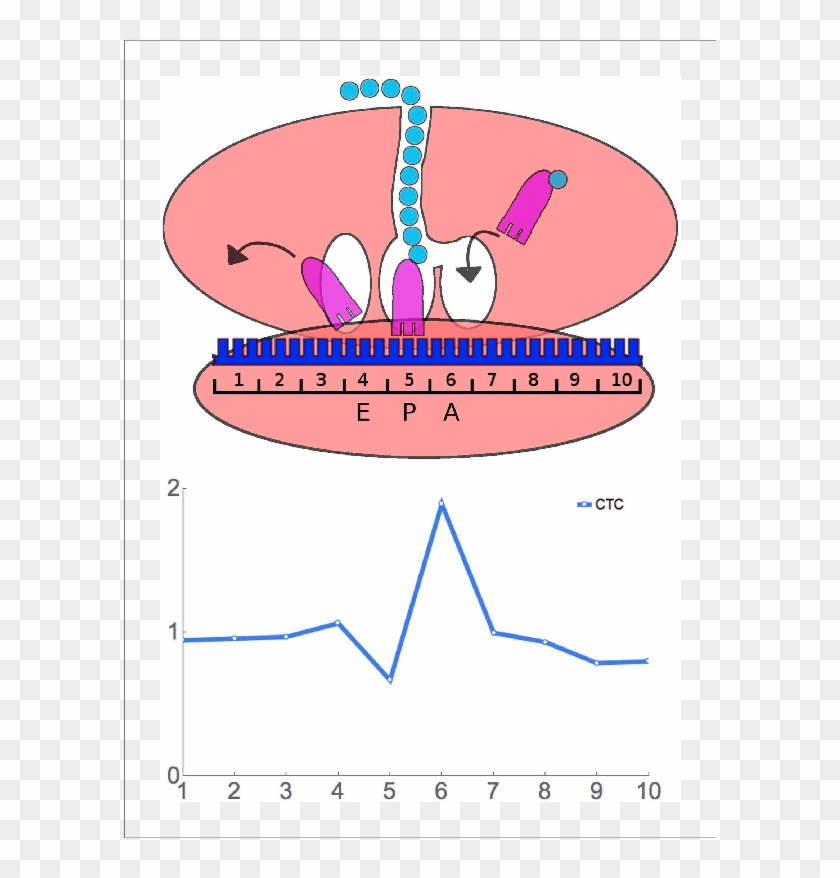 Principle Of Ribosome Residence Time Analysis - Ribosome Positions Clipart