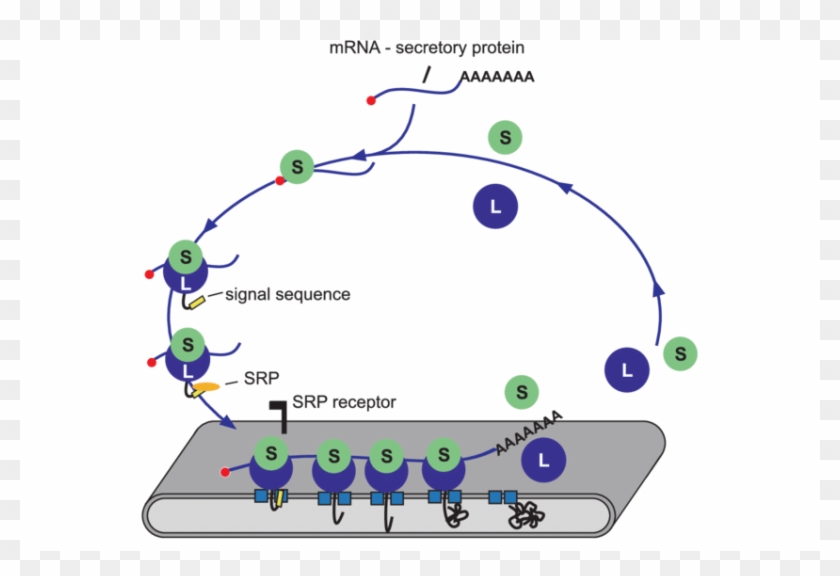 The Signal Recognition Particle Ribosome Cycle - Circle Clipart