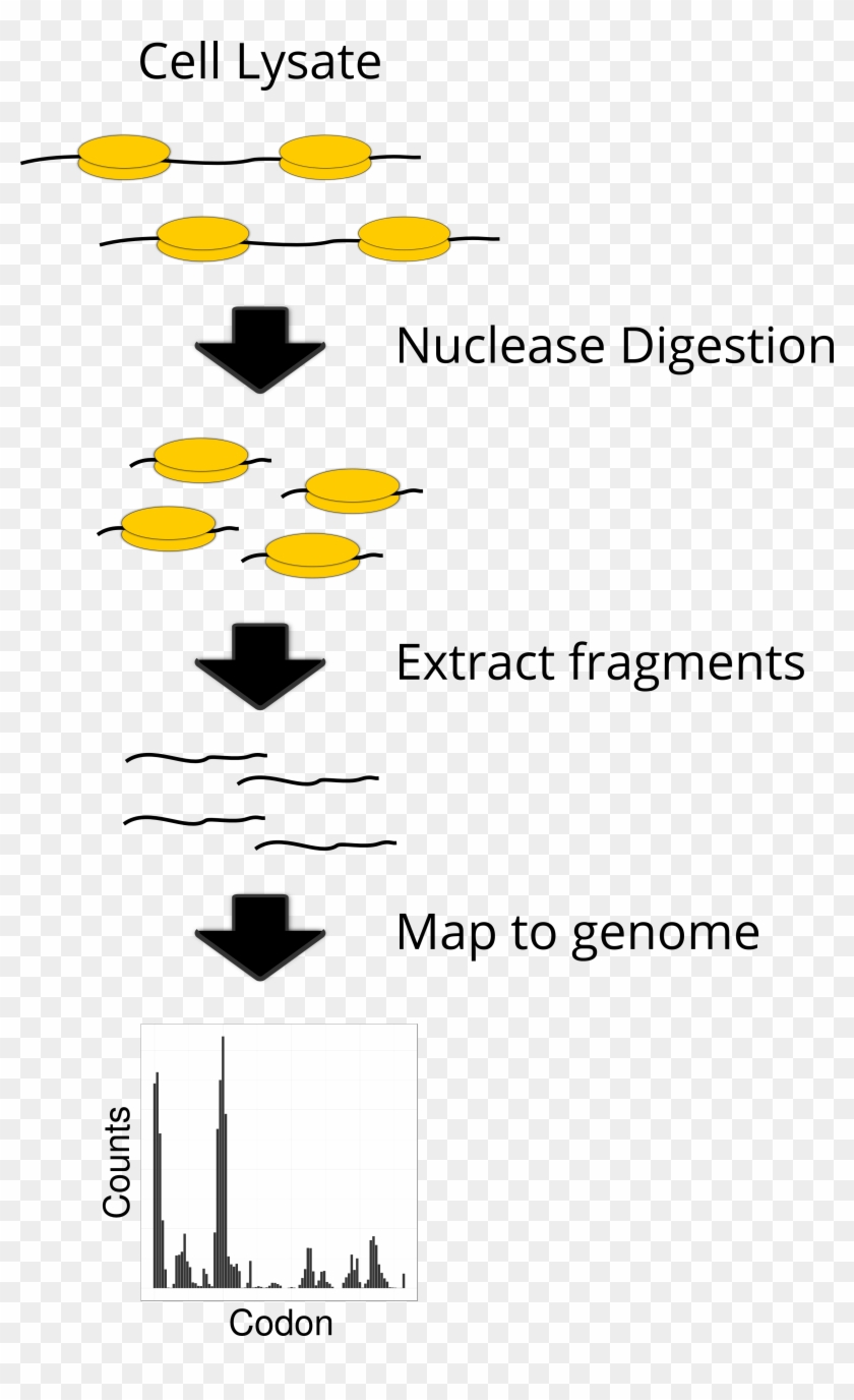 Published November 17, 2014 At 3155 × 5021 In - Ribosome Occupancy Profiling Clipart #5357202