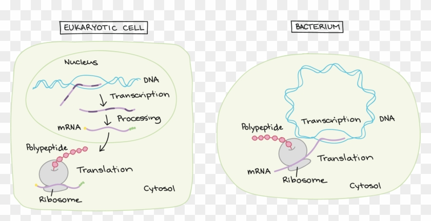 Eukaryotic Pre Mrna - Does Rna Splicing Occur In A Eukaryotic Cell Clipart #5357636