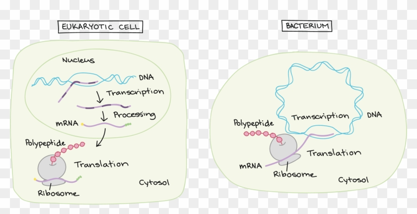 Eukaryotic Pre Mrna - Does Rna Splicing Occur In A Eukaryotic Cell Clipart