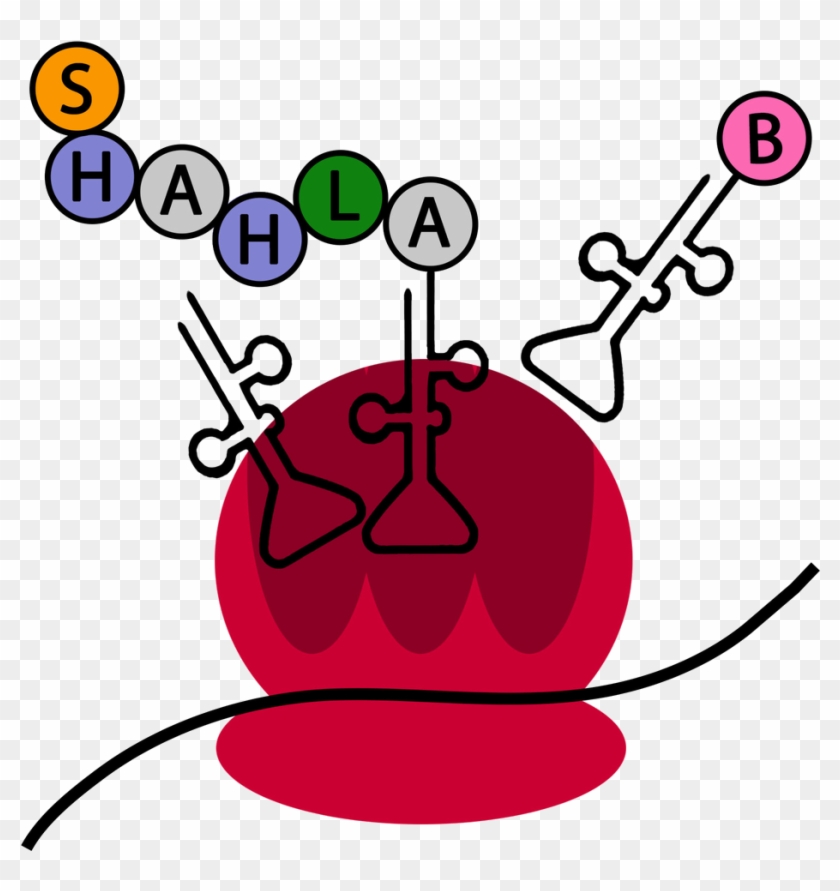Shah Lab Clipart
