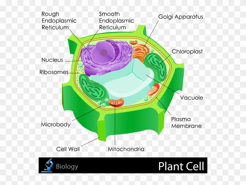 Plant Cell - Microbodies In Plant Cell Clipart #5358456