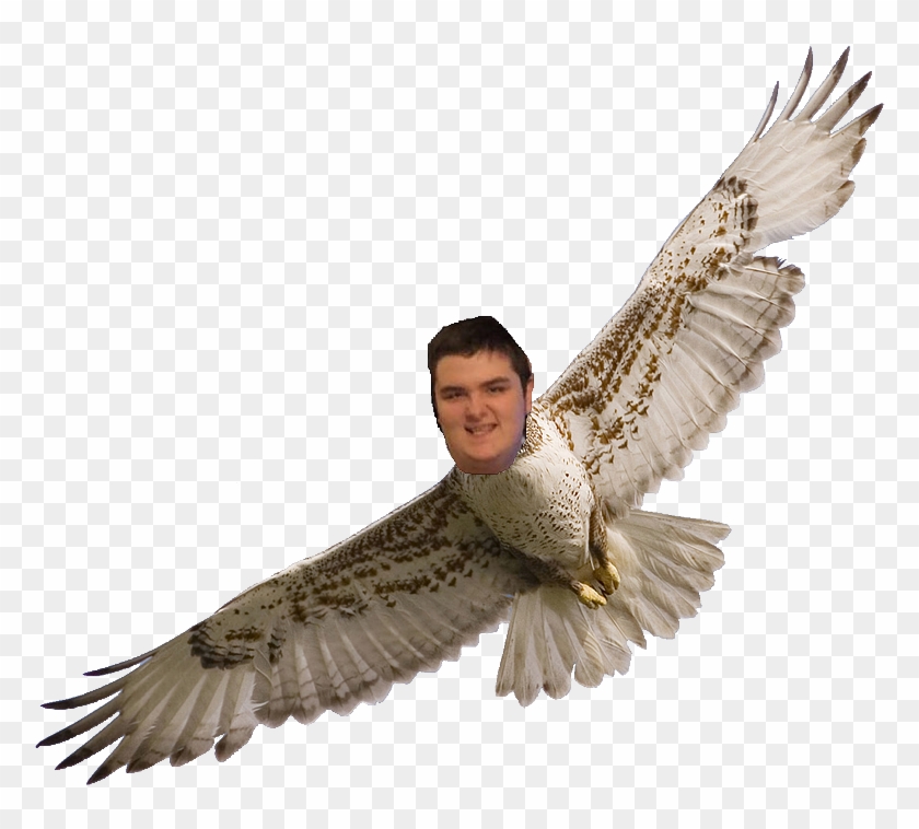 Tony's Biography - Red Tail Hawk Png Clipart #5358713